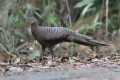 Grey Peacock-Pheasant