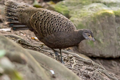 Grey Peacock-Pheasant