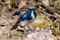 Himalayan Bluetail