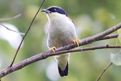 Javan Myna