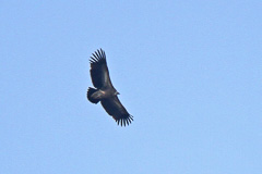 Himalayan Vulture