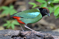 Hooded Pitta