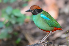 Western Hooded Pitta