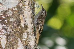 Hume's Treecreeper