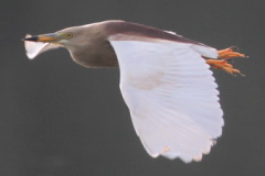 Indian Pond Heron