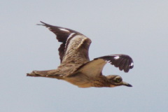 Indian Stone-curlew