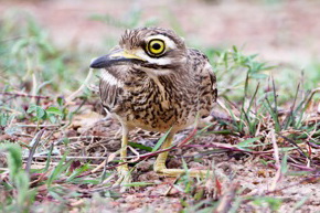 Eurasian Stone-curlew