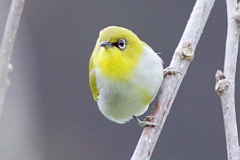 Oriental White-eye