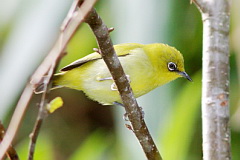 Indian White-eye