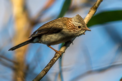 Indochinese Yuhina