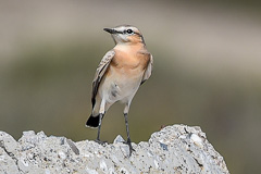 Isabelline Wheatear