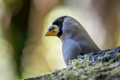 Japanese Grosbeak