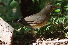 Japanese Thrush