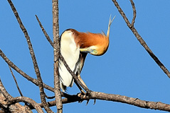 Javan Pond Heron