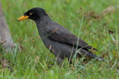 Javan Myna