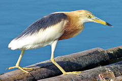 Javan Pond Heron