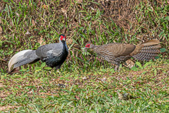 Kalij Pheasant