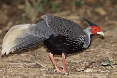 Kalij Pheasant