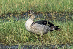 Knob-billed Duck