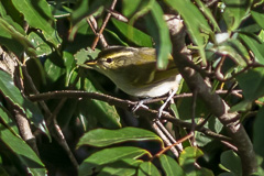 Davison's Leaf Warbler