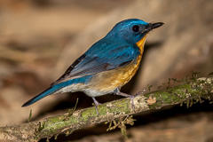 Large Blue Flycatcher