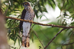 Large Hawk-Cuckoo