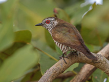 Little Bronze Cuckoo