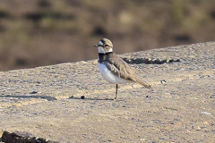 Long-billed Plover