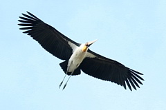 Lesser Adjutant