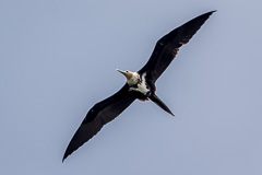 Lesser Frigatebird