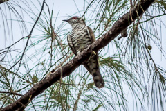 Little Bronze Cuckoo