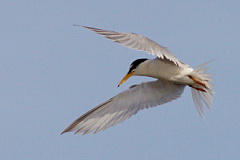 Little Tern