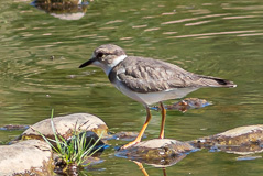 Long-billed Plover