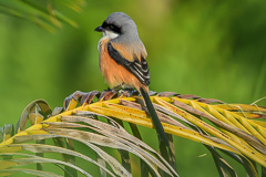 Long-tailed Shrike