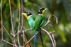 Long-tailed Broadbill