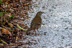 Long-tailed Thrush