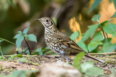 Long-tailed Thrush