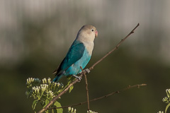 blue lovebird