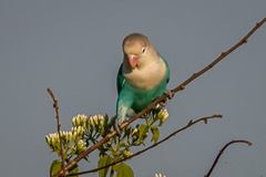 blue lovebird