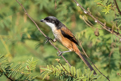 Black-headed Bunting