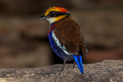 Malayan Banded Pitta