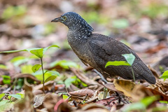 Malayan Night Heron