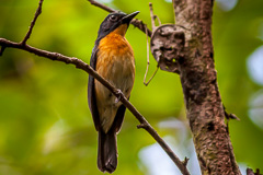 Mangrove Blue Flycacther