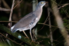 Malayan Night Heron