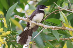 Pied Fantail