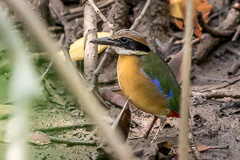 Mangrove Pitta