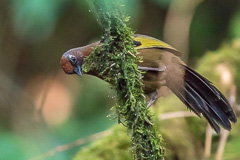 Malayan Laughingthrush