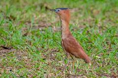 Malayan Night Heron