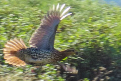 Mountain Bamboo Partridge