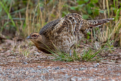 Mrs. Hume's Pheasant